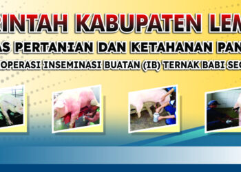 Dinas Pertanian dan Ketahanan Pangan Lembata Kembali Gelar Inseminasi Buatan Ternak Babi