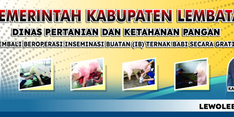 Dinas Pertanian dan Ketahanan Pangan Lembata Kembali Gelar Inseminasi Buatan Ternak Babi