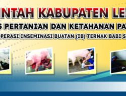 Dinas Pertanian dan Ketahanan Pangan Lembata Kembali Gelar Inseminasi Buatan Ternak Babi