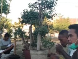 Meriahkan HUT Otonomi Lembata, KBL Gelar Pameran Bonsai