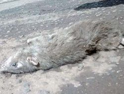 Bangkai Tikus di Kota Larantuka dan Pertobatan Ekologis !