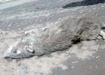 Bangkai Tikus di Kota Larantuka dan Pertobatan Ekologis !