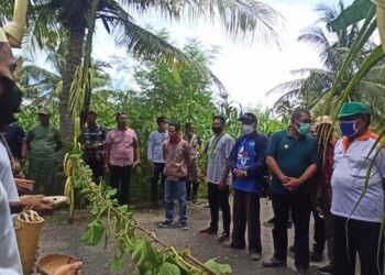 Peringati Panca Windu, AMMAPAI Kupang Tanam 5.000 Pohon Keliling Gunung Ile Ape