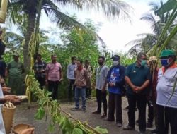 Peringati Panca Windu, AMMAPAI Kupang Tanam 5.000 Pohon Keliling Gunung Ile Ape