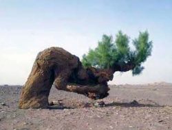 Keajaiban dari Hal Kecil dan Sederhana