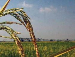 Allah Membenarkan yang Rendah Hati