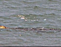 Seekor Buaya Muncul di Perairan di Dekat Masjid Tanjung Batu, Lembata