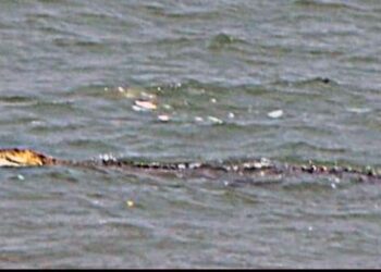 Seekor Buaya Muncul di Perairan di Dekat Masjid Tanjung Batu, Lembata