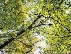 Tetaplah Menyatu Seperti Ranting Pada Pokok