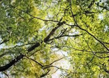 Tetaplah Menyatu Seperti Ranting Pada Pokok