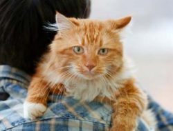 Berilah Bahu untuk Saling Meringankan Beban