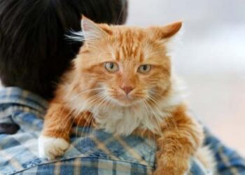 Berilah Bahu untuk Saling Meringankan Beban