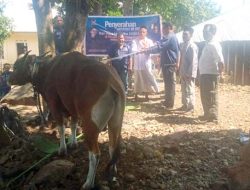 Julie Sutrisno Laiskodat Kirim Hewan Kurban kepada Umat Muslim di Masjid Nurul Islam Hoelea