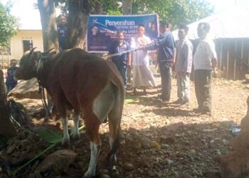 Julie Sutrisno Laiskodat Kirim Hewan Kurban kepada Umat Muslim di Masjid Nurul Islam Hoelea