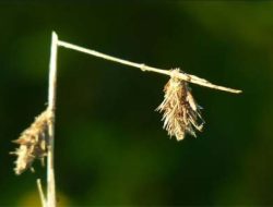 Jangan Patahkan yang Terkulai