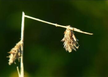 Jangan Patahkan yang Terkulai