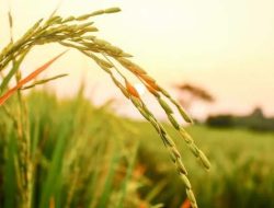 Tuhan Membuka Rahasia Kasihnya Bagi Orang Kecil