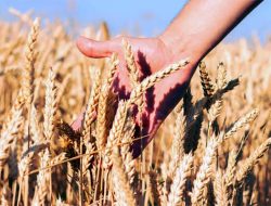 Hidup Ibarat Biji Gandum