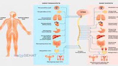 Penerapan Model Kooperatif Tipe Stad Pada Mata Pelajaran Biologi Tentang Sistem Koordinasi dan Alat Indera