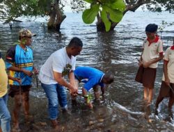 Ini Cara OSIS SMPN 1 Lewolema Songsong Hari Sumpah Pemuda 2022; Tanam Mangrove di Pantai Welo