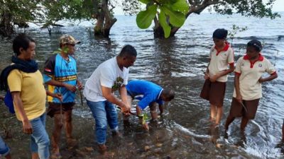Ini Cara OSIS SMPN 1 Lewolema Songsong Hari Sumpah Pemuda 2022; Tanam Mangrove di Pantai Welo