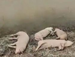 Babi Bantuan di Flores Timur Mati Terserang Virus ASF, Lembata Ambil Langkah Antisipasi