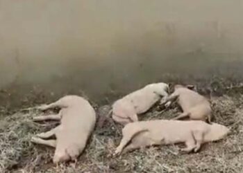 Babi Bantuan di Flores Timur Mati Terserang Virus ASF, Lembata Ambil Langkah Antisipasi