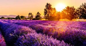 Waspada terhadap Ragi Kehidupan