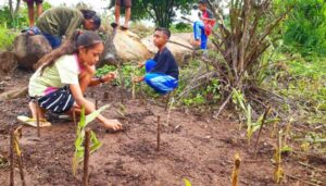 Komunitas Literasi SMPN 1 Lewolema Menanam Tanaman Obat di Pekarangan Sekolah