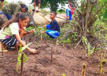 Komunitas Literasi SMPN 1 Lewolema Menanam Tanaman Obat di Pekarangan Sekolah