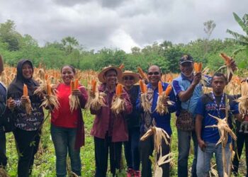 Dukung Program TJPS Gubernur Laiskodat, SMK Negeri 1 Lewoleba Panen Perdana Jagung