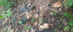 Tulang Manusia Berserakan dalam Kebun Kemiri di Lewoingu, Diyakini Gaspar Dopi yang Hilang Sejak November 2022