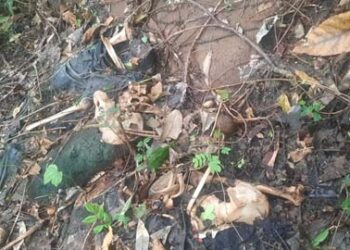 Tulang Manusia Berserakan dalam Kebun Kemiri di Lewoingu, Diyakini Gaspar Dopi yang Hilang Sejak November 2022