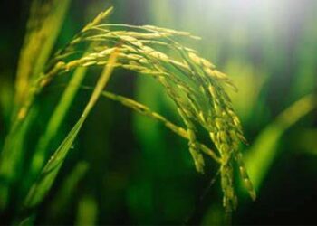 Allah Berkenan kepada Yang Rendah Hati