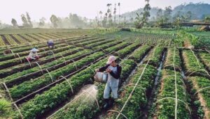 Penggarap yang Lupa Diri