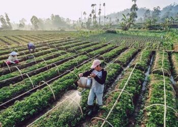 Penggarap yang Lupa Diri