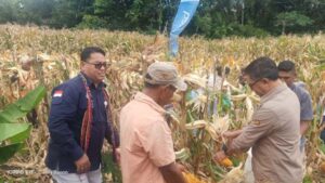 Bupati Panen Jagung Program TJPS di Desa Belobatang, Wanita Tani Minta Mesin Pemipil