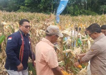 Bupati Panen Jagung Program TJPS di Desa Belobatang, Wanita Tani Minta Mesin Pemipil