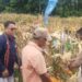 Bupati Panen Jagung Program TJPS di Desa Belobatang, Wanita Tani Minta Mesin Pemipil