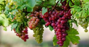 Menjadi Ranting yang Baik