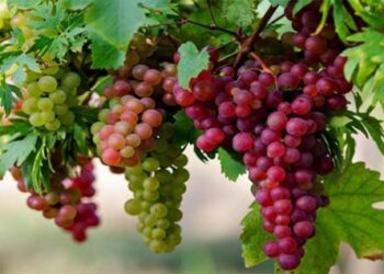 Menjadi Ranting yang Baik