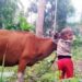 Buah Memperkenalkan Jati Diri