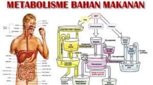 Memaknai Secara Sederhana Kesehatan Tubuh Melalui Aspek Makanan