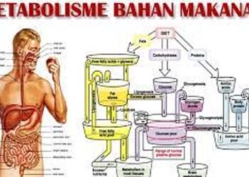 Memaknai Secara Sederhana Kesehatan Tubuh Melalui Aspek Makanan