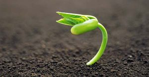 Benih Firman Berbuah di Tanah Hati yang Baik