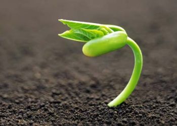 Benih Firman Berbuah di Tanah Hati yang Baik