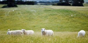 Domba tak Bergembala