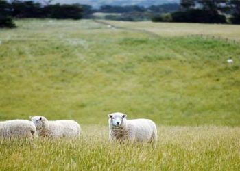 Domba tak Bergembala