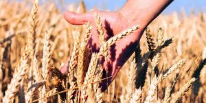 Biji Gandum Harus Mati Dahulu