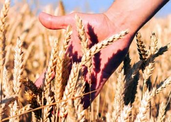 Biji Gandum Harus Mati Dahulu